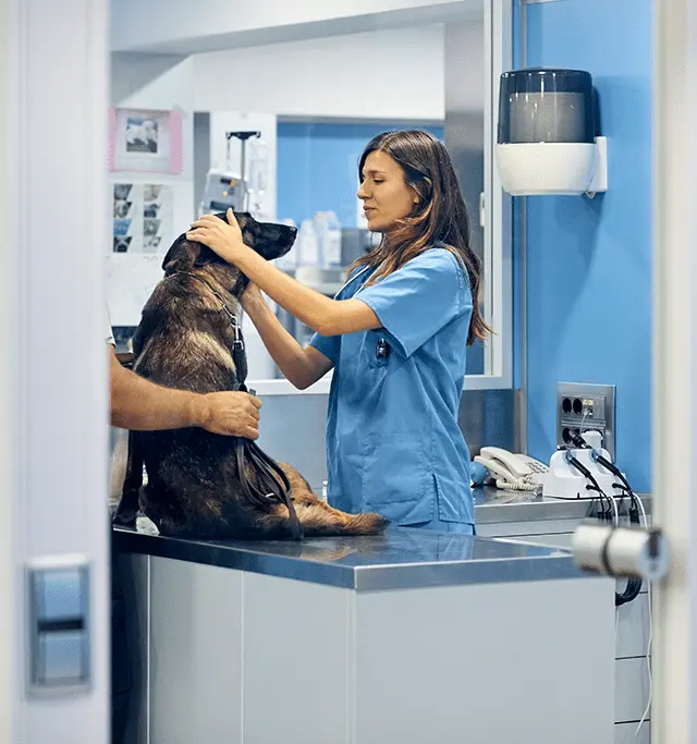 Veterinary hs sector 4 Veterinary hs sector 4