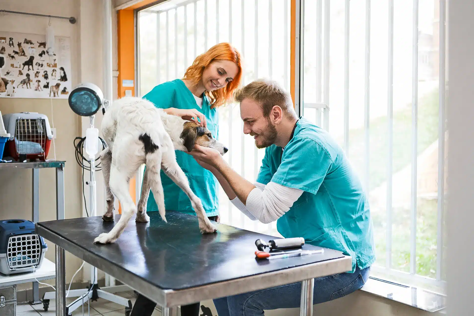 Veterinary hs sector