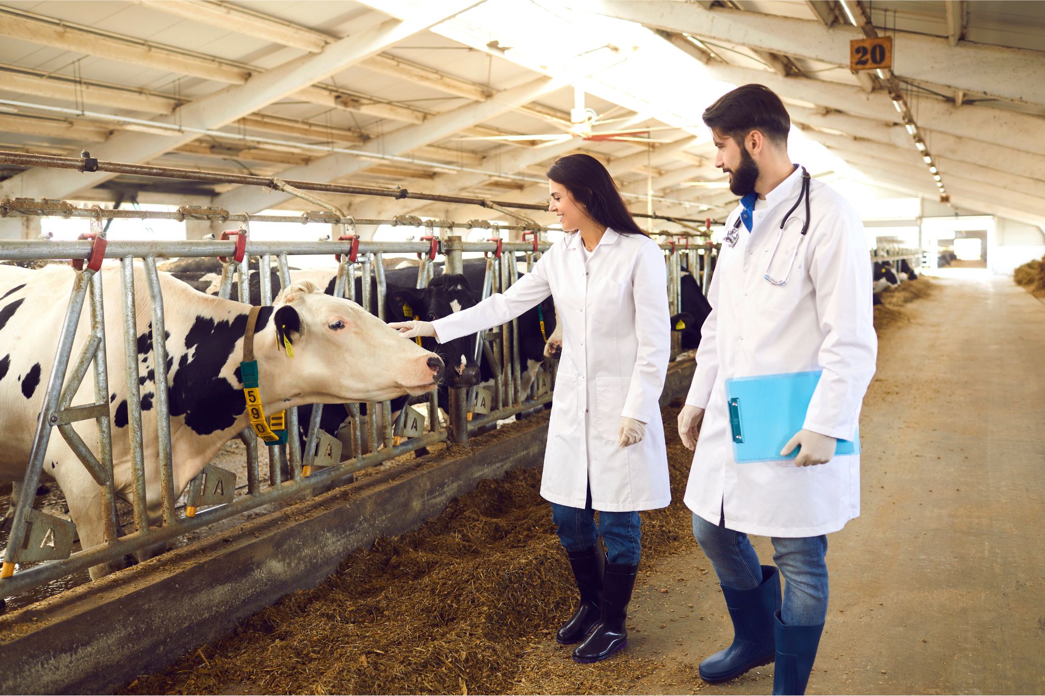 Veterinary practice risk assessment consulting